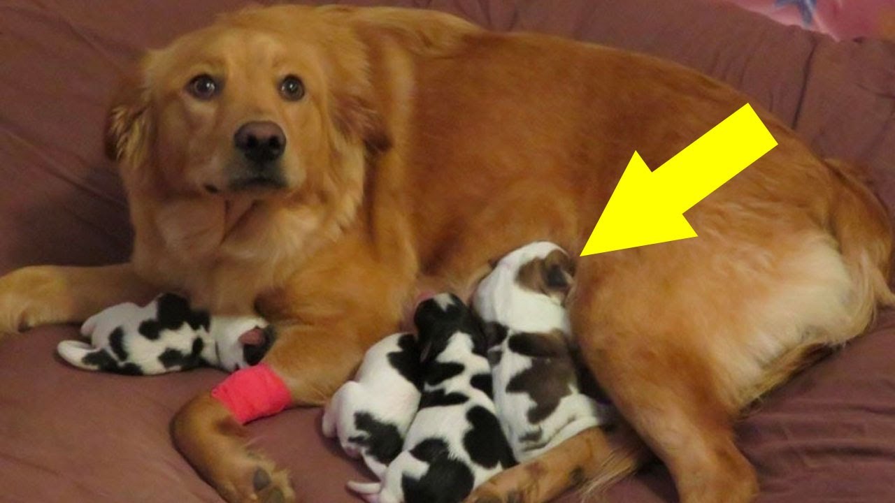 Dynamic Can A Dog Give Birth To A Cow Artwork Illustration Dynamic Can A Dog Give Birth To A Cow Artwork Illustration