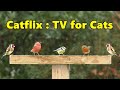 Catflix tv  birds for cats to watch  latest cat tv blockbuster  8 hours 