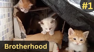 Ginger&White are 4 kittens with their mother cat #part1