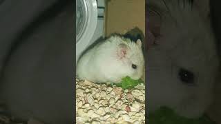 Крекер ест огурчик, но потом находит банан... #pets #hamster #fanny #хомяк