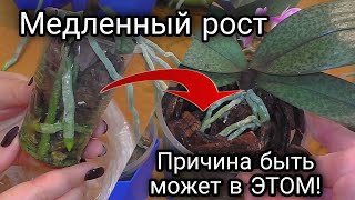 видео: ОРХИДЕЯ требует пересадки  Как влияет размер горшка на развитие орхидеи картинка: ОРХИДЕЯ требует пересадки  Как влияет размер горшка на развитие орхидеи