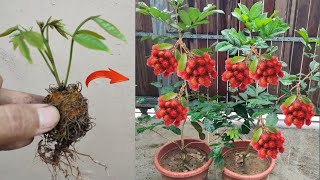 Crazy Skills!! Grafting rambutan tree with rambutan fruit in pots