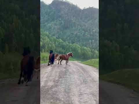 شجار عنيف بين الخيول البرية