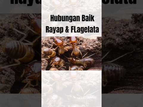 Video: Apakah flagellate yang bersimbiotik dengan anai-anai?