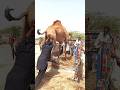 رجل يدفع جمل ا جميل ا من صحراء ثار إلى داخل سيارة