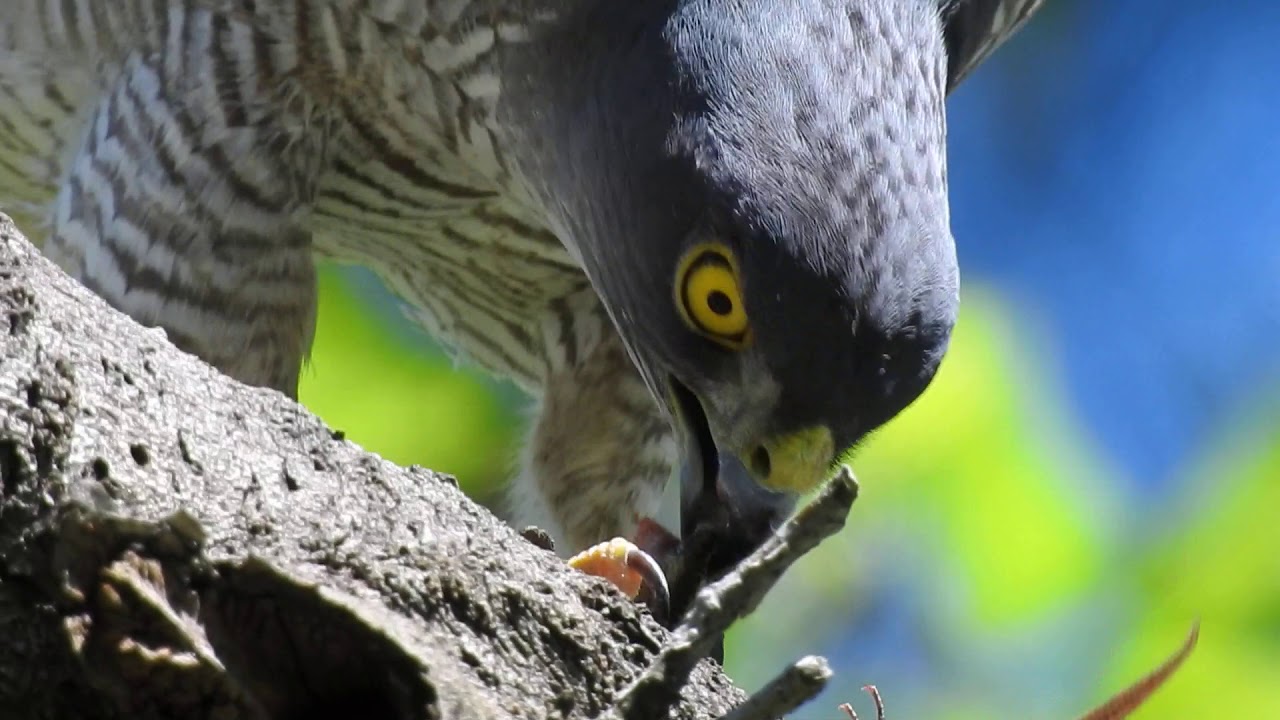 Predation Bird Preys On Lizards Sparrowhawk श क र पक ष छ पकल 猛禽類ツミがトカゲを捕食 Dscn9723 Youtube