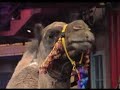 Jack Hanna Collection on Letterman, Part 11 of 11: 2013-2015
