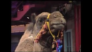 Jack Hanna Collection on Letterman, Part 11 of 11: 2013-2015