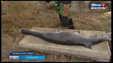 200 кг черной икры веслоноса и 6 тонн копченых деликатесов поставят на рынок астраханские рыбоводы