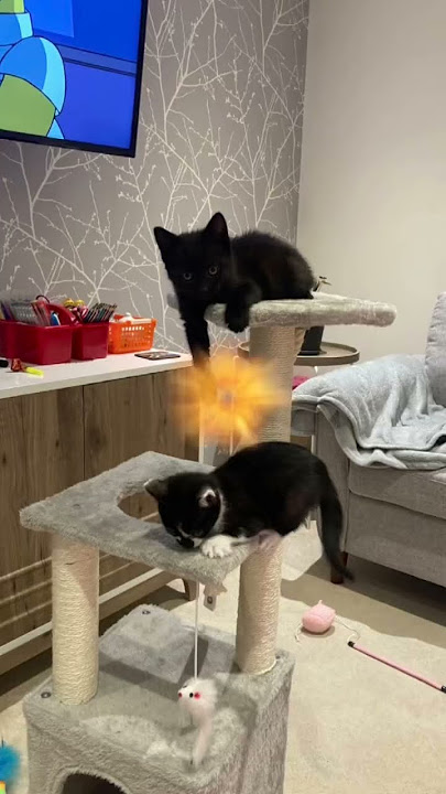 My cats edit #mycats