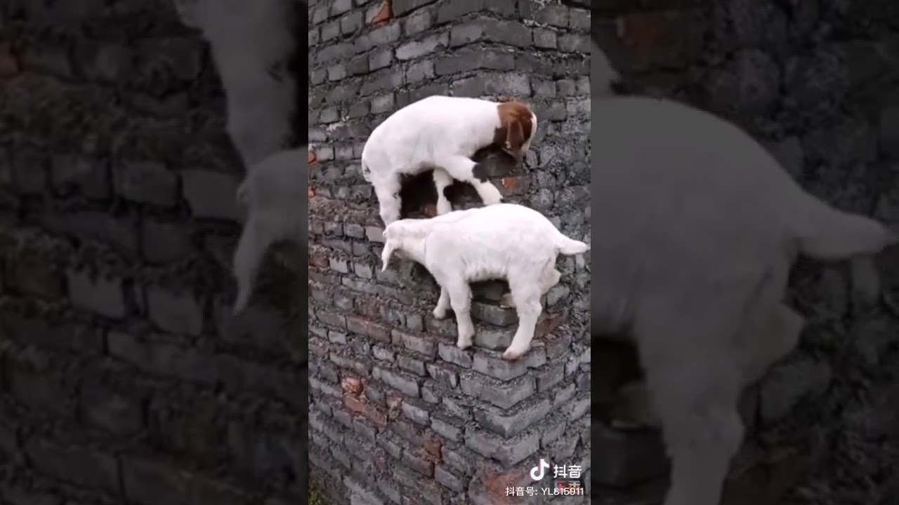 goats climbing on the wall YouTube