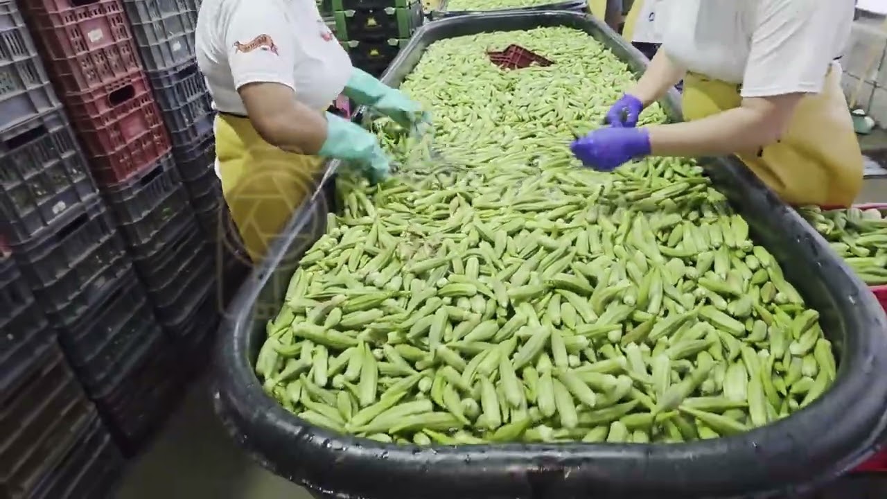 Empresa CAVEXSA, productores y procesadores de OKRA, Choluteca, Honduras
