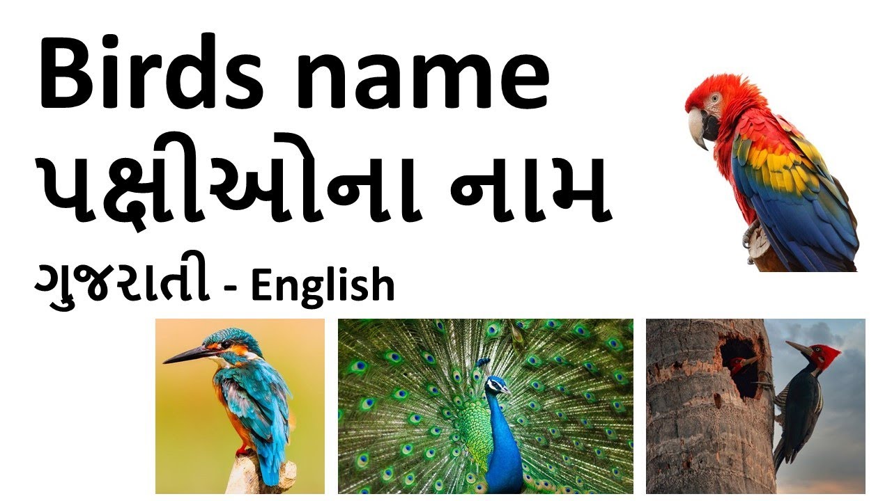 owl bird essay in gujarati language