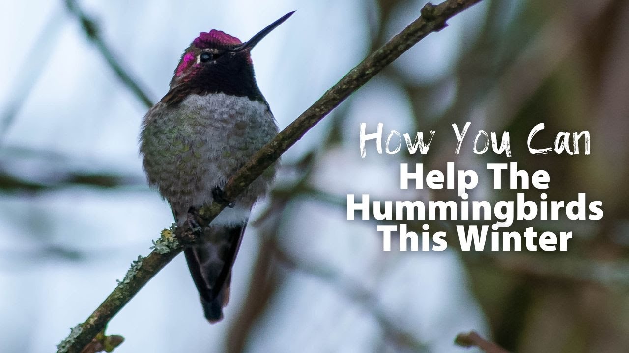 Help The Hummingbirds This Winter YouTube