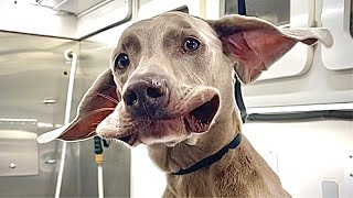 Gray Ghost | Weimaraner Grooming | Weimaraner 101