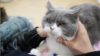 Which cat has the most kind temperament?🐱猫の性格大テスト🤣| SD猫の夢島💗 by SD猫の夢島 228 views 4 months ago 8 minutes, 2 seconds