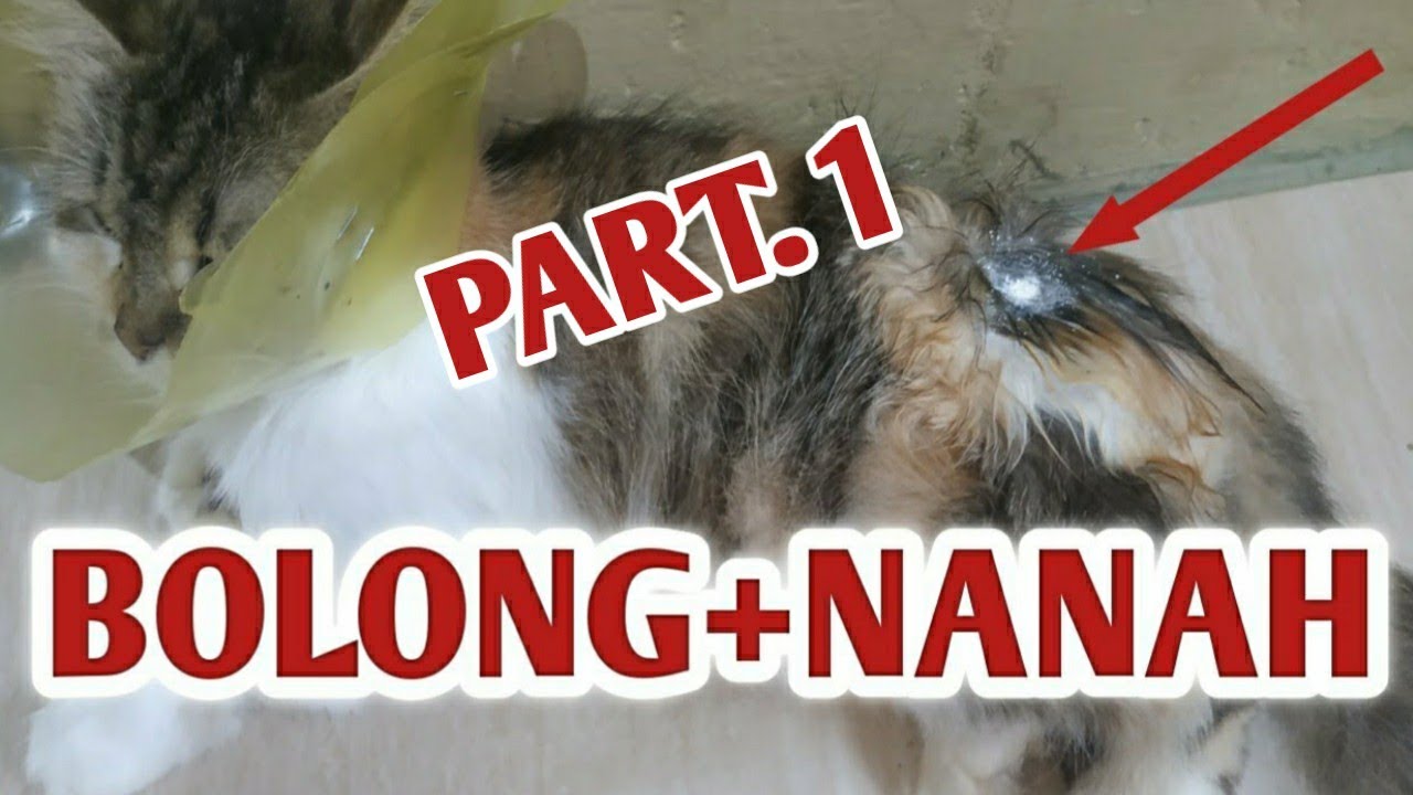 Mengobati KUCING LUKA ROBEK/BOLONG 