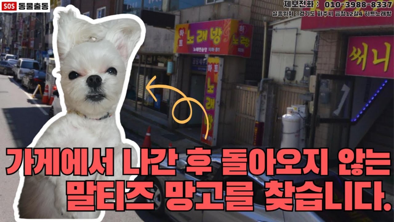 [강아지탐정] 가게에서 나간 말티즈 망고를 찾았습니다. (경기도 파주시 실종동물 방송)