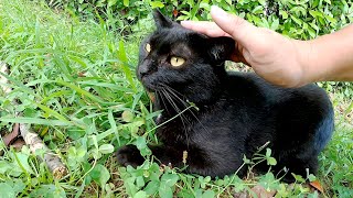 【猫の喧嘩】ハチワレ猫を威嚇する黒猫、モフられると可愛い声で甘える