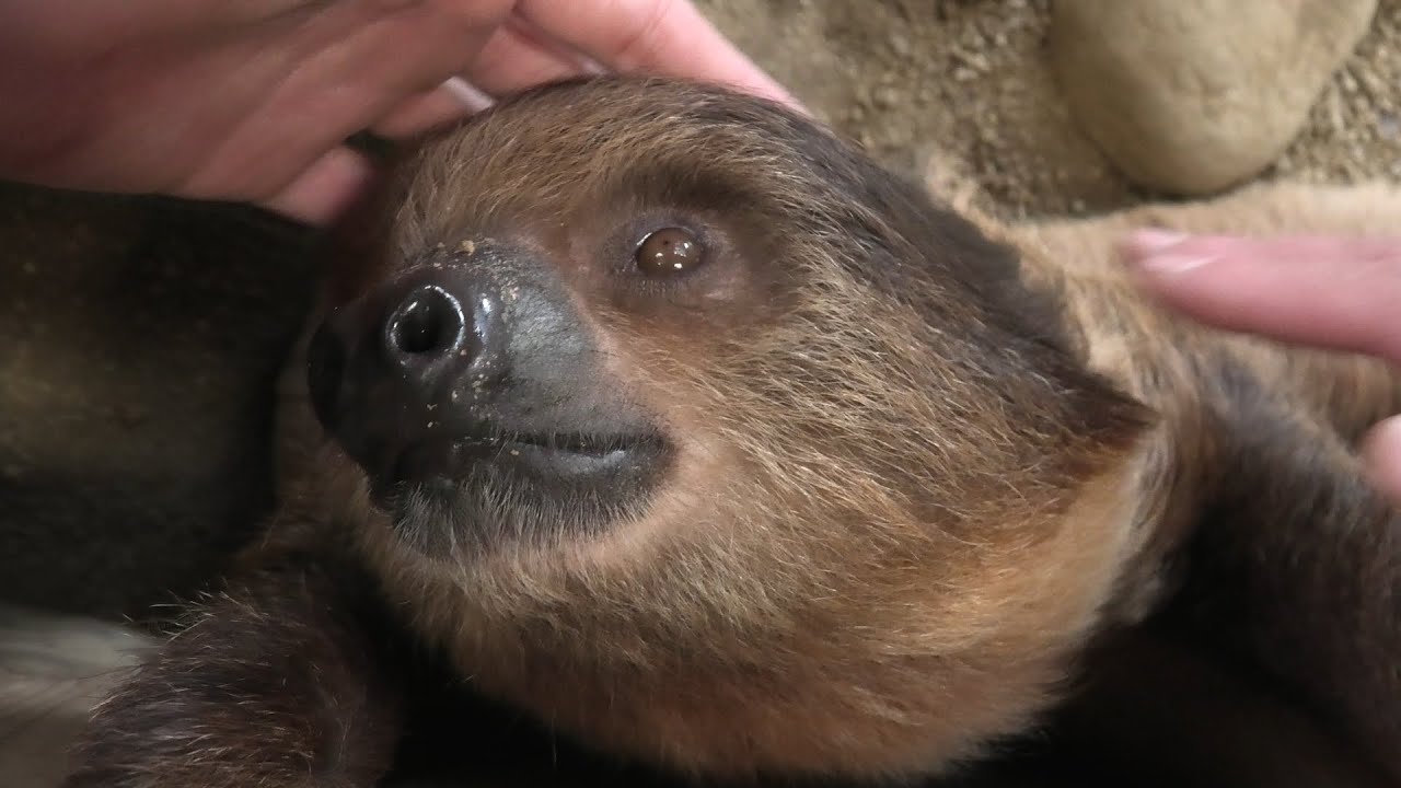 南米の森ミニツアー「フタユビナマケモノ」 (みさき公園) 2020年1月19