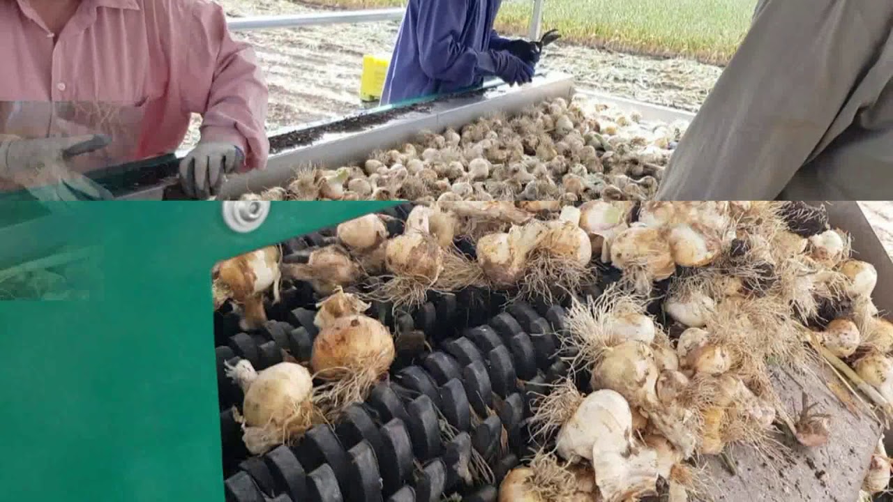 STERRATORE AGLIO - DETERRAGE DE L'AIL - GARLIC SOIL CLEANING MACHINE