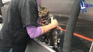 LUXURY AUSTIN PAWZ Certified Mobile Groomers