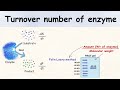Turnover number of enzyme.