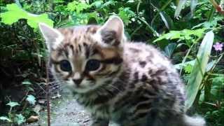 black footed cat kitten