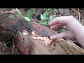 Wolf's Milk Slime aka Lycogala epidendrum