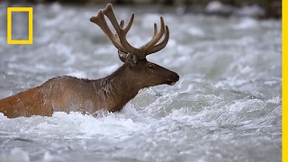 Take an Epic Journey With the Elk of Yellowstone | Short Film Showcase
