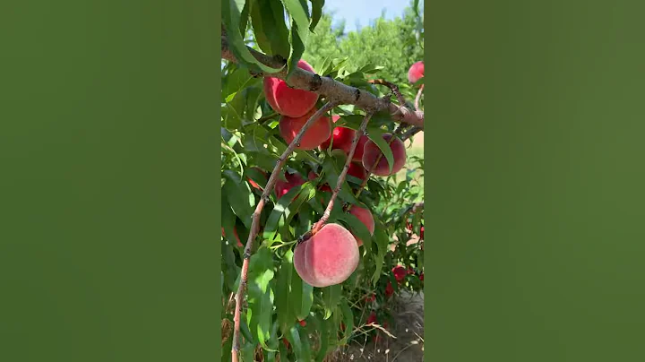 Peach Picking! 🍑🍑🍑 - DayDayNews