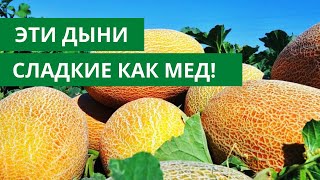 Выбрала ЭТИ СОРТА и не прогадала! ДЫНИ И АРБУЗЫ🍈🍉КАК МЕД!