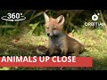 360° Encounter - Animals Up Close