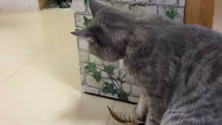 cat catTV funny ?【cat videos for cats to watch relax】?‍⬛my family: QQ&BBcat,happy every day.?