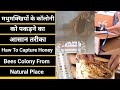 How To Catch Honey Bees Colony From Nature🐝 मधुमक्खियों के काॅलोनी को पकड़ने का आसान तरीका🍯 #viral