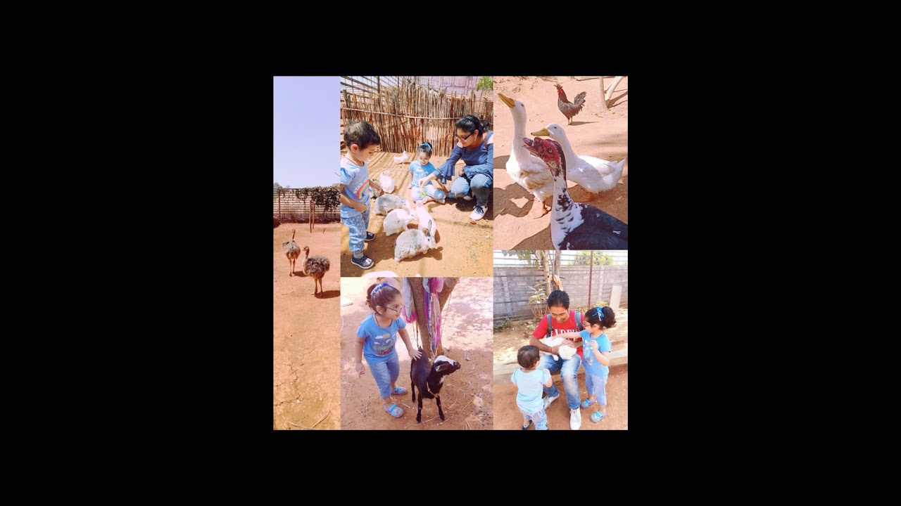 A Day Spent Well With Farm Animals At Petting Zoo| Anniversary Day-out