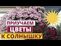 Приучаем растения к солнцу. Пора выносить рассаду в сад