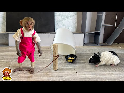 Smart monkey YiYi make a trap to catch mouse that stole her food