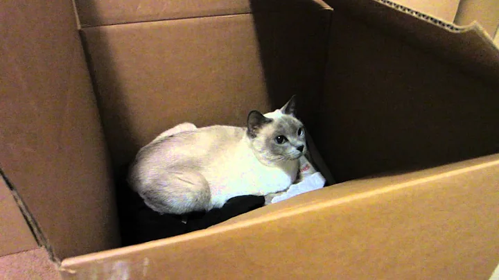Watch the video about Tonkinese Cat Has Decided Box Is Comfy (HD)