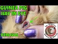 Removing a Large Piece of Hay from a Guinea Pig Eye