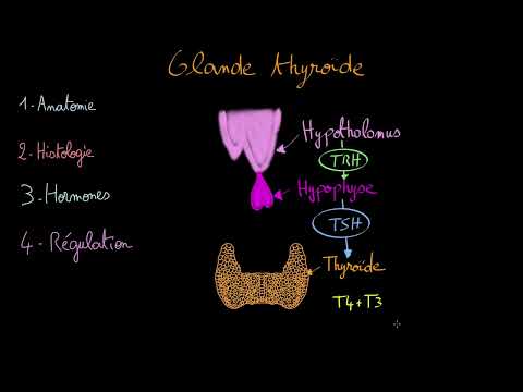 Glande thyroide - Docteur Synapse