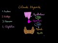Glande thyroide - Docteur Synapse