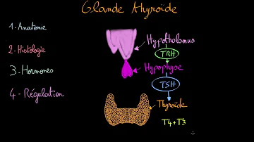 Comment s'appellent les glandes voisines de la thyroïde ?