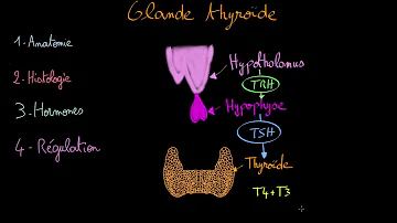 Quels sont les effets des hormones thyroïdiennes
