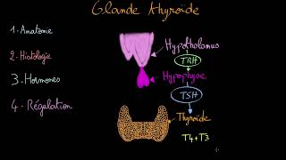 Glande thyroide - Docteur Synapse