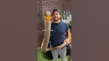 Сколько таких змей в твоей жизни?