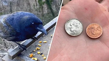 Crow brings money for woman after she feeds him