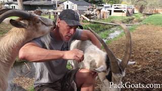 Pack Goat Personalities