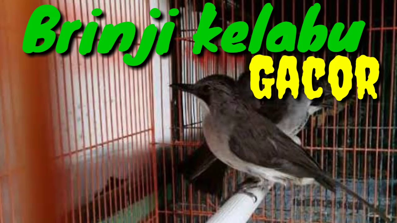 Brinji Kelabu Gacor Youtube