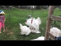 Broad Breasted Turkeys Mating